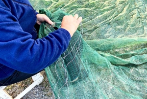 Seggiano: Typisk toscansk bondegårdstur med olivenoliesmagning