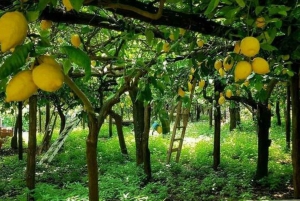 Sorrento: Visita guiada a pie y degustación de limoncello