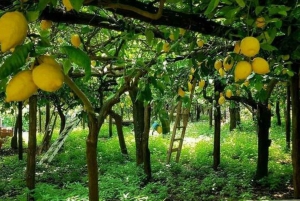 Sorrento: Tour guidato a piedi e degustazione di limoncello