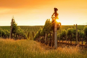 Sunset in Siena & Dinner in Chianti Tour from Florence