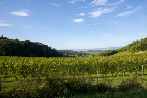 Smaka på Chianti, Montalcino och Montepulciano – Dagstur med minibuss