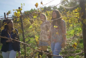 Smaka på Chianti, Montalcino och Montepulciano – Dagstur med minibuss