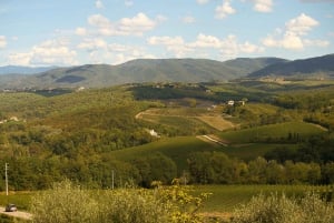 El sabor de la Toscana: Excursión de un día en torno al aceite de oliva y el vino desde Florencia