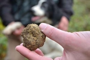 Truffle Hunting In The Hills Of Tuscany