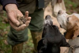 Truffle Hunting In The Hills Of Tuscany