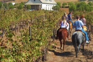 Toscana: Ridetureventyr med frokost på en vingård