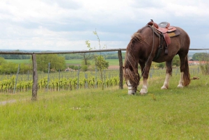 Toscana: avventura a cavallo con pranzo in un'azienda vinicola