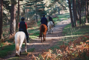 Toscana: avventura a cavallo con pranzo in un'azienda vinicola