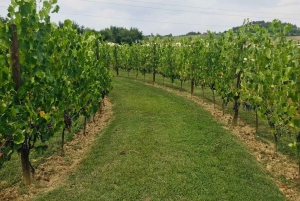 Toscana: avventura a cavallo con pranzo in un'azienda vinicola