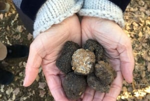 Tuscany: Truffle Hunting and Meal at a Winery