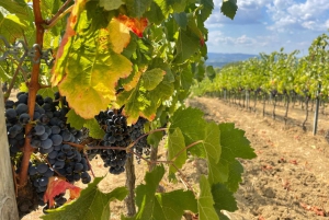 Tour del vino por la Toscana: 2 bodegas y San Gimignano desde Florencia