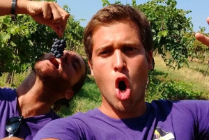 Tour del vino por la Toscana: 2 bodegas y San Gimignano desde Florencia