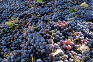 Tour del vino por la Toscana: 2 bodegas y San Gimignano desde Florencia