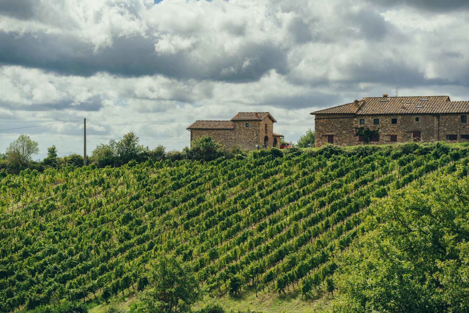 Vintur i Toscana med lokal vinekspert (liten gruppe)