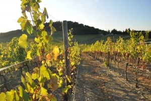 Toscanas vinväg: Guidad tur: Hela dagen