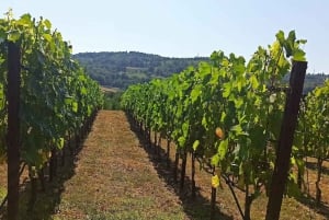 Visite de Pise et de Lucques avec déjeuner dans un domaine viticole familial