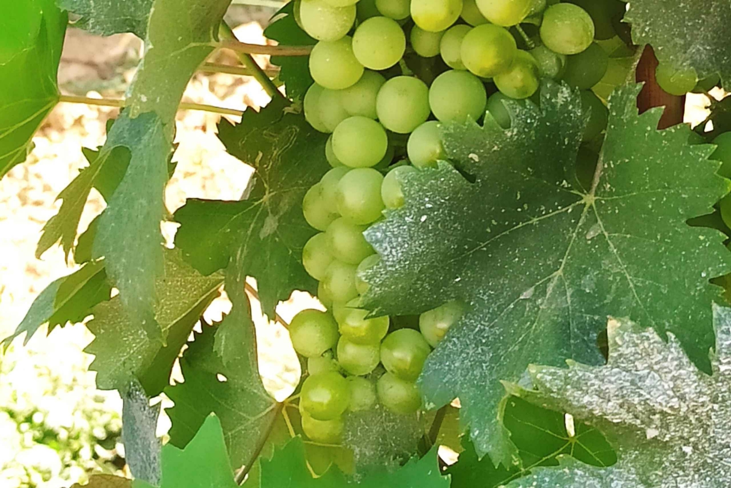 Besøg Siena og San Gimignano med frokost på en familiegård