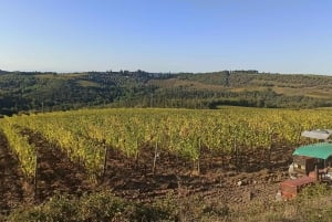 Visita Siena e San Gimignano con pranzo in una fattoria a conduzione familiare