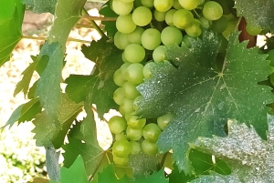 Besøg Siena og San Gimignano med frokost på en familiegård