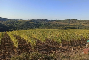 Besøg Siena og San Gimignano med frokost på en familiegård