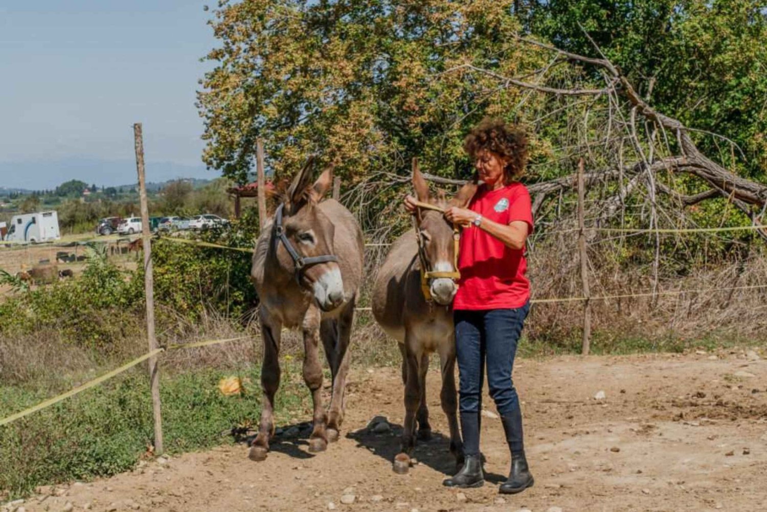 Walk with Donkeys in the Olive Orchard near Florence