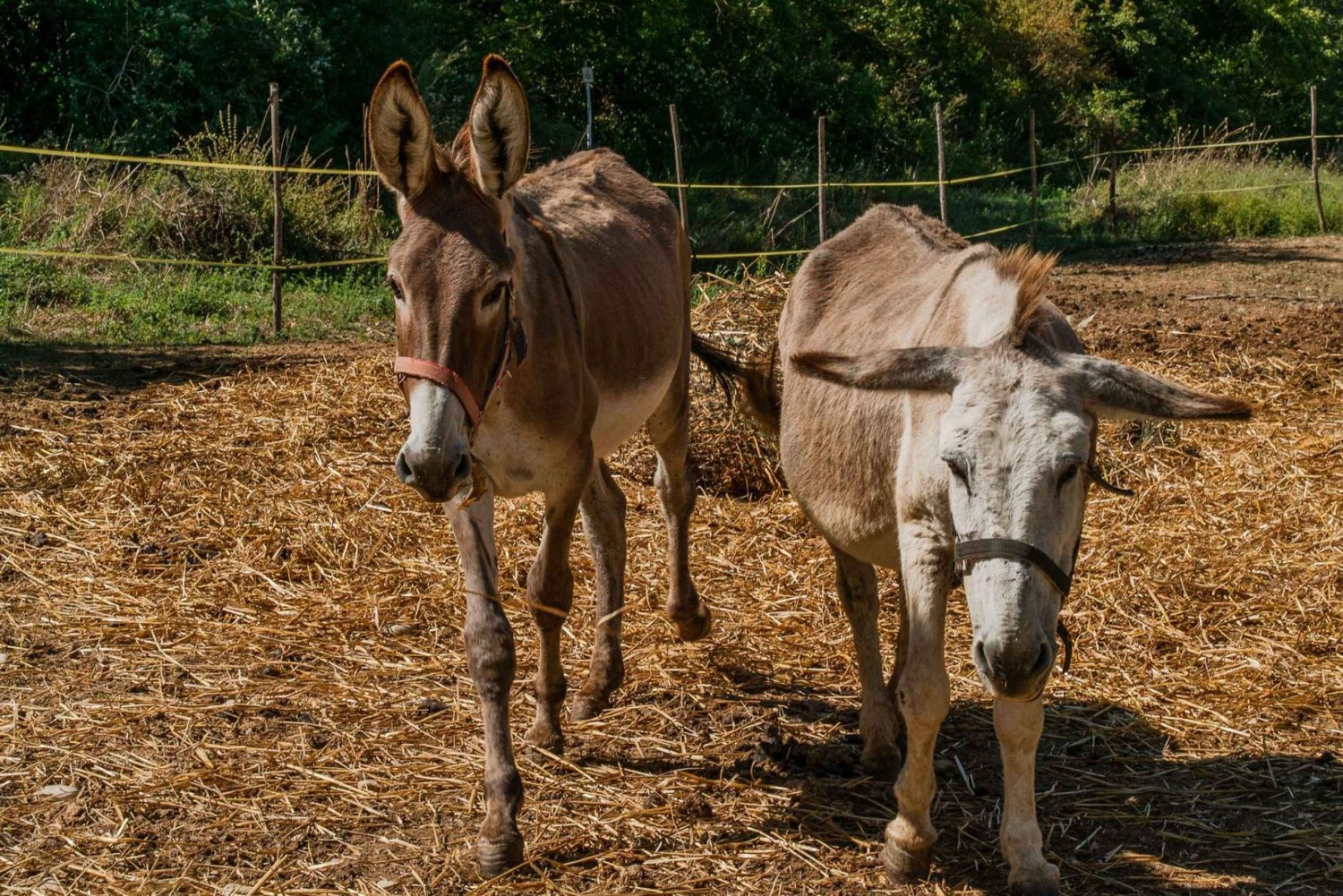 Walk with Donkeys in the Olive Orchard near Florence