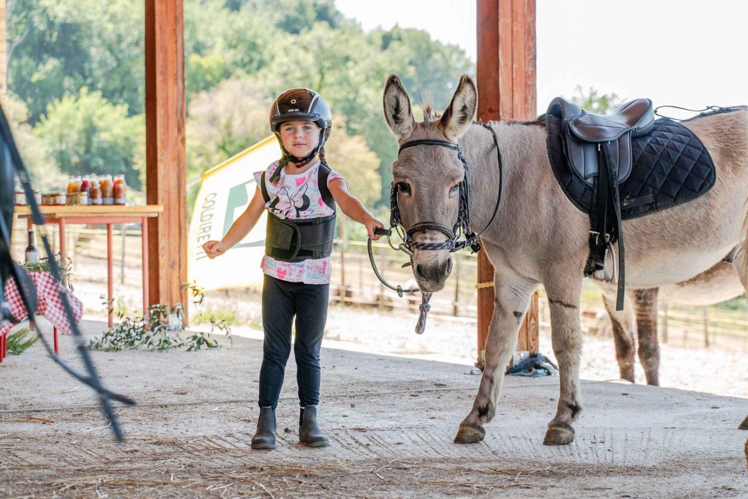 Walk with Donkeys in the Olive Orchard near Florence