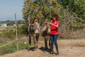 Walk with Donkeys in the Olive Orchard near Florence