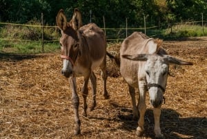 Walk with Donkeys in the Olive Orchard near Florence