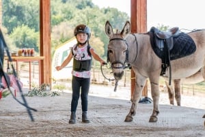 Walk with Donkeys in the Olive Orchard near Florence