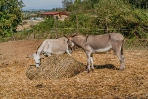 Walk with Donkeys in the Olive Orchard near Florence