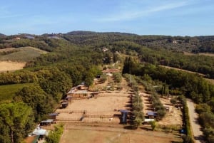 Walk with Donkeys in the Olive Orchard near Florence