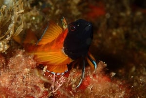 Agay: Guided snorkeling trip by boat in the Calanques of the Estérel