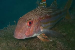 Agay: Guided snorkeling trip by boat in the Calanques of the Estérel