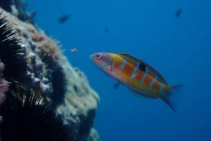 Agay: Guided snorkeling trip by boat in the Calanques of the Estérel