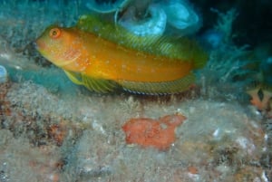 Agay: Guided snorkeling trip by boat in the Calanques of the Estérel