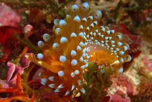 Agay: Guided snorkeling trip by boat in the Calanques of the Estérel