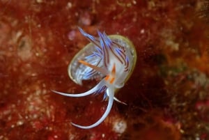 Agay: Guided snorkeling trip by boat in the Calanques of the Estérel