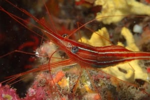 Agay: Guided snorkeling trip by boat in the Calanques of the Estérel