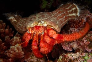 Agay : Randonnée palmée guidée en bateau dans les calanques de l’Estérel