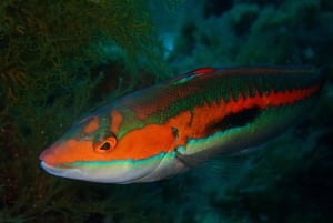 Agay : Randonnée palmée guidée en bateau dans les calanques de l’Estérel
