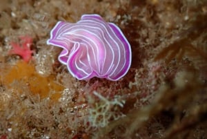 Agay : Randonnée palmée guidée en bateau dans les calanques de l’Estérel