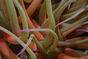 Agay : Randonnée palmée guidée en bateau dans les calanques de l’Estérel