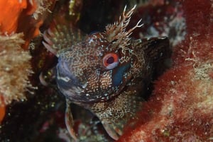Agay : Randonnée palmée guidée en bateau dans les calanques de l’Estérel