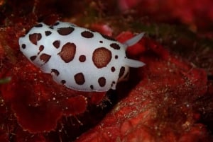 Agay : Randonnée palmée guidée en bateau dans les calanques de l’Estérel