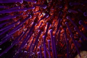 Agay : Randonnée palmée guidée en bateau dans les calanques de l’Estérel
