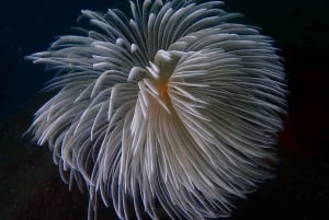 Agay : Randonnée palmée guidée en bateau dans les calanques de l’Estérel