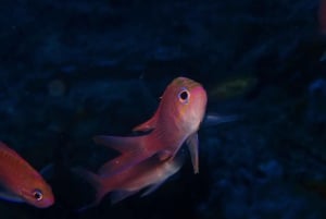 Agay : Randonnée palmée guidée en bateau dans les calanques de l’Estérel