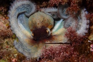 Agay : Randonnée palmée guidée en bateau dans les calanques de l’Estérel