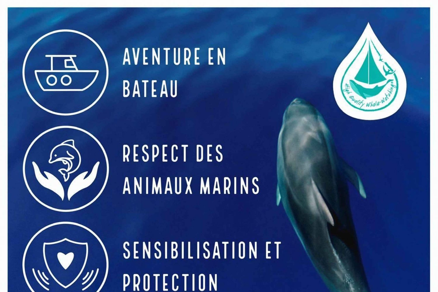 Marina Baie des Anges boat trip to the Pelagos Sanctuary